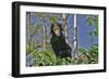 Chimpanzee Young in Tree-null-Framed Photographic Print