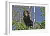 Chimpanzee Young in Tree-null-Framed Photographic Print