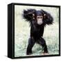 Chimpanzee Young, with Arms on Head-null-Framed Stretched Canvas