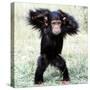 Chimpanzee Young, with Arms on Head-null-Stretched Canvas