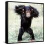 Chimpanzee Young, with Arms on Head-null-Framed Stretched Canvas