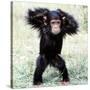 Chimpanzee Young, with Arms on Head-null-Stretched Canvas