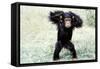 Chimpanzee Young, with Arms on Head-null-Framed Stretched Canvas