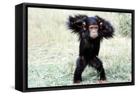Chimpanzee Young, with Arms on Head-null-Framed Stretched Canvas