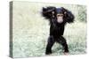 Chimpanzee Young, with Arms on Head-null-Stretched Canvas