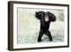 Chimpanzee Young, with Arms on Head-null-Framed Photographic Print