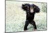 Chimpanzee Young, with Arms on Head-null-Mounted Photographic Print