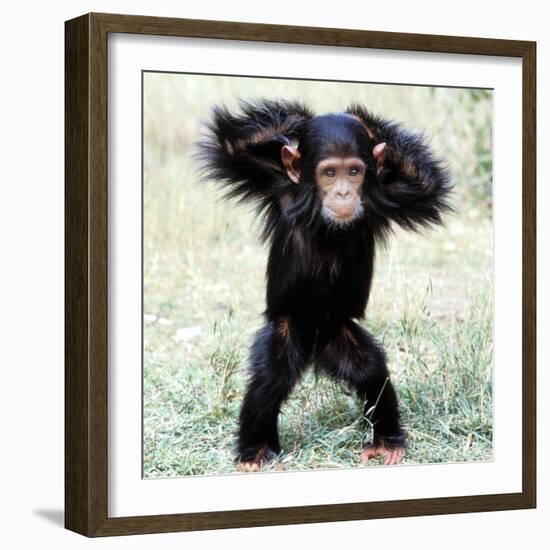 Chimpanzee Young, with Arms on Head-null-Framed Photographic Print