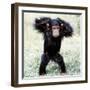 Chimpanzee Young, with Arms on Head-null-Framed Photographic Print