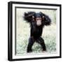 Chimpanzee Young, with Arms on Head-null-Framed Photographic Print