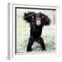 Chimpanzee Young, with Arms on Head-null-Framed Photographic Print