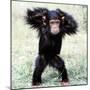 Chimpanzee Young, with Arms on Head-null-Mounted Photographic Print