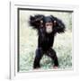 Chimpanzee Young, with Arms on Head-null-Framed Photographic Print