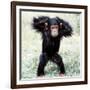 Chimpanzee Young, with Arms on Head-null-Framed Photographic Print