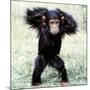 Chimpanzee Young, with Arms on Head-null-Mounted Photographic Print