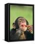 Chimpanzee-null-Framed Stretched Canvas