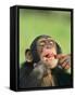 Chimpanzee-null-Framed Stretched Canvas