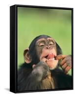 Chimpanzee-null-Framed Stretched Canvas