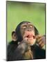 Chimpanzee-null-Mounted Premium Photographic Print