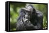 Chimpanzee-Paul Souders-Framed Stretched Canvas