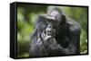 Chimpanzee-Paul Souders-Framed Stretched Canvas