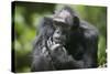 Chimpanzee-Paul Souders-Stretched Canvas