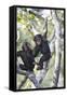 Chimpanzee-null-Framed Stretched Canvas