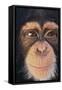 Chimpanzee-DLILLC-Framed Stretched Canvas