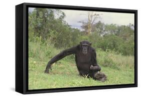 Chimpanzee-DLILLC-Framed Stretched Canvas