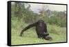 Chimpanzee-DLILLC-Framed Stretched Canvas