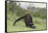 Chimpanzee-DLILLC-Framed Stretched Canvas