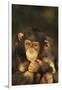 Chimpanzee-DLILLC-Framed Premium Photographic Print