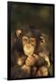 Chimpanzee-DLILLC-Framed Premium Photographic Print