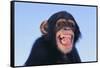 Chimpanzee-DLILLC-Framed Stretched Canvas