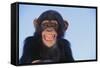 Chimpanzee-DLILLC-Framed Stretched Canvas