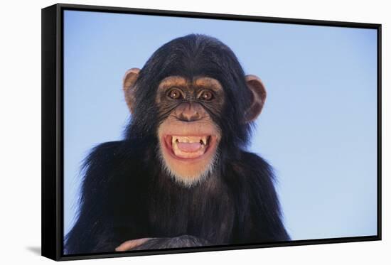 Chimpanzee-DLILLC-Framed Stretched Canvas