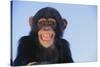 Chimpanzee-DLILLC-Stretched Canvas