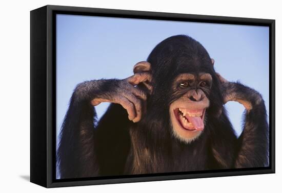 Chimpanzee-DLILLC-Framed Stretched Canvas