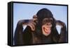 Chimpanzee-DLILLC-Framed Stretched Canvas