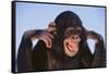 Chimpanzee-DLILLC-Framed Stretched Canvas