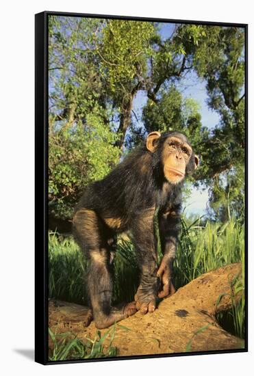 Chimpanzee-DLILLC-Framed Stretched Canvas