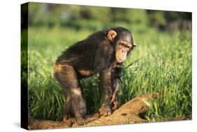 Chimpanzee-DLILLC-Stretched Canvas