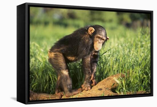 Chimpanzee-DLILLC-Framed Stretched Canvas