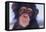 Chimpanzee-DLILLC-Framed Stretched Canvas