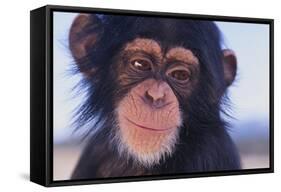 Chimpanzee-DLILLC-Framed Stretched Canvas