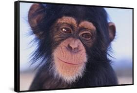 Chimpanzee-DLILLC-Framed Stretched Canvas