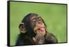 Chimpanzee-DLILLC-Framed Stretched Canvas