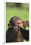 Chimpanzee-DLILLC-Framed Premium Photographic Print