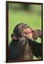 Chimpanzee-DLILLC-Framed Premium Photographic Print