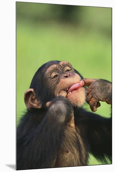 Chimpanzee-DLILLC-Mounted Premium Photographic Print